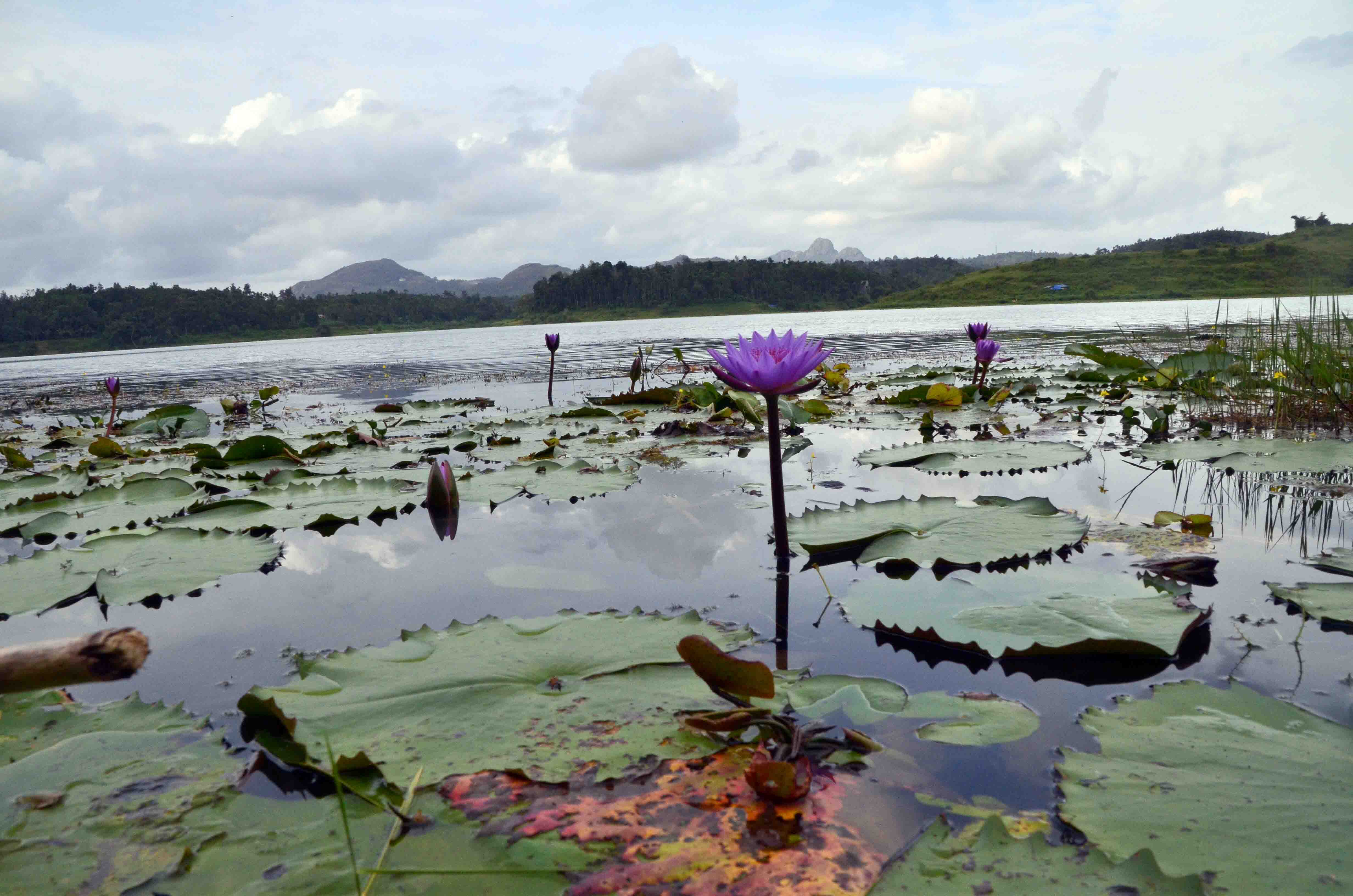 wayanad-lotus